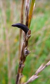 Attēlu rezultāti vaicājumam “Claviceps purpurea”