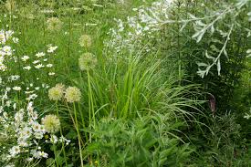 Attēlu rezultāti vaicājumam “Calamagrostis purpurea fruit”