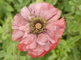 Attēlu rezultāti vaicājumam “Papaver rhoeas flower”