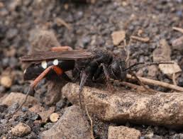 Attēlu rezultāti vaicājumam “Pompilidae”