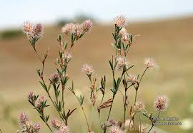 Attēlu rezultāti vaicājumam “Trifolium arvense”