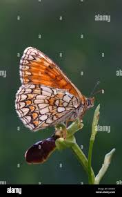 Attēlu rezultāti vaicājumam “Mellicta athalia underside”