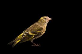 Image result for Serinus serinus