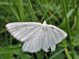 Attēlu rezultāti vaicājumam “Siona lineata”