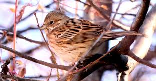 Image result for Emberiza leucocephalos
