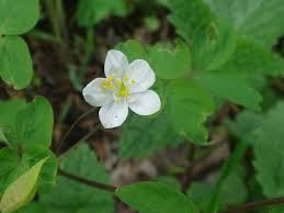 Attēlu rezultāti vaicājumam “Isopyrum thalictroides leaf”