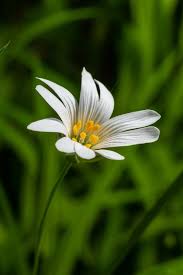 Attēlu rezultāti vaicājumam “Stellaria holostea flower”