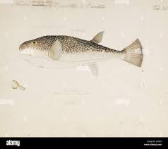 Attēlu rezultāti vaicājumam “Gulielmina vermicularis macro”