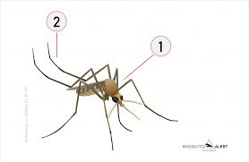 Attēlu rezultāti vaicājumam “Culex pipiens female”