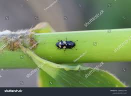 Attēlu rezultāti vaicājumam “Glischrochilus quadripunctatus”