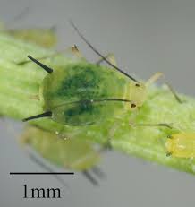 Attēlu rezultāti vaicājumam “Aphis jacobaeae”