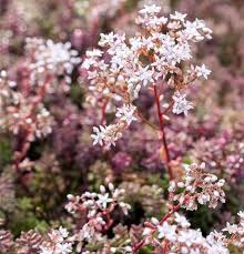 Image result for Sedum album `Coral Carpet`