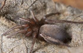 Attēlu rezultāti vaicājumam “Gnaphosidae”