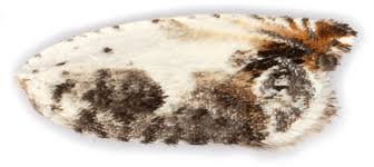 Attēlu rezultāti vaicājumam “Ancylis laetana”