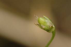 Attēlu rezultāti vaicājumam “Stellaria graminea”