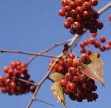 Attēlu rezultāti vaicājumam “Crataegus”