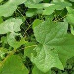 Attēlu rezultāti vaicājumam “Menispermum dauricum leaf”