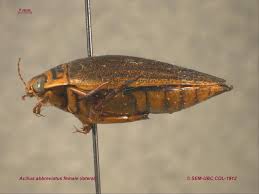 Attēlu rezultāti vaicājumam “Acilius sulcatus female”