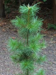 Attēlu rezultāti vaicājumam “Pinus sibirica”