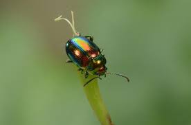 Attēlu rezultāti vaicājumam “Chrysolina fastuosa”