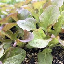 Image result for Pflücksalat