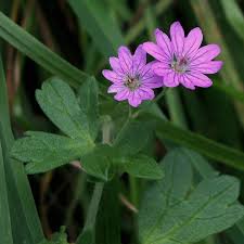 Attēlu rezultāti vaicājumam “Geranium pyrenaicum”