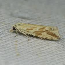 Attēlu rezultāti vaicājumam “Thiodia citrana”