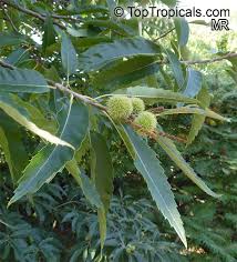 Attēlu rezultāti vaicājumam “Castanea sativa  fruit”
