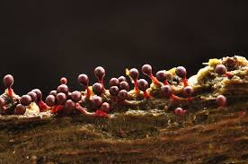 Attēlu rezultāti vaicājumam “Trichia botrytis var. cerifera”