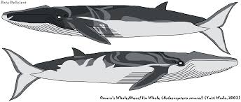 Image result for Balaenoptera omurai