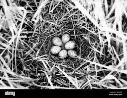 Attēlu rezultāti vaicājumam “Crex crex nest”