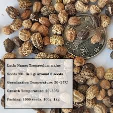 Attēlu rezultāti vaicājumam “Tropaeolum majus fruit”