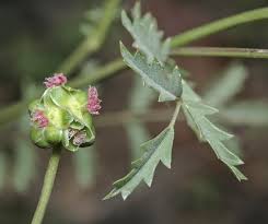 Image result for Sanguisorba minor