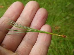 Attēlu rezultāti vaicājumam “Pinus sibirica”