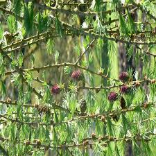 Attēlu rezultāti vaicājumam “Larix decidua”