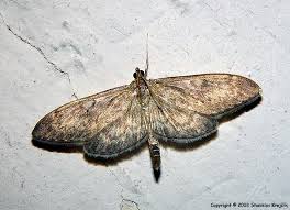 Attēlu rezultāti vaicājumam “Anania lancealis”