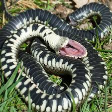 Image result for Ringelnatter