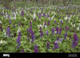 Attēlu rezultāti vaicājumam “Corydalis cava”