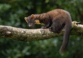 Attēlu rezultāti vaicājumam “Martes martes”