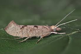 Attēlu rezultāti vaicājumam “Ypsolophidae”