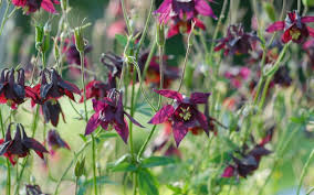 Image result for Akelei