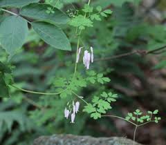 Image result for Adlumia cirrhosa