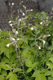 Attēlu rezultāti vaicājumam “Silene wolgensis”