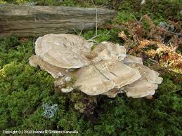 Attēlu rezultāti vaicājumam “Bondarzewia mesenterica”