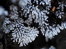 Attēlu rezultāti vaicājumam “Badhamia affinis”