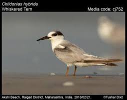 Attēlu rezultāti vaicājumam “Chlidonias hybrida”