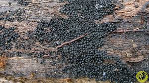 Attēlu rezultāti vaicājumam “Ruzenia spermoides”