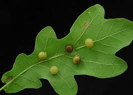 Attēlu rezultāti vaicājumam “gall”