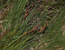 Attēlu rezultāti vaicājumam “Juncus squarrosus fruit”