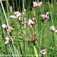 Attēlu rezultāti vaicājumam “Butomus umbellatus fruit”